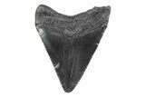 Juvenile Megalodon Tooth - South Carolina #362230-1